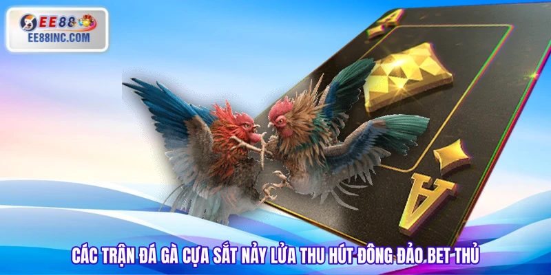Các trận đá gà cựa sắt nảy lửa thu hút đông đảo bet thủ