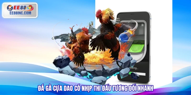 Đá gà cựa dao có nhịp thi đấu tương đối nhanh