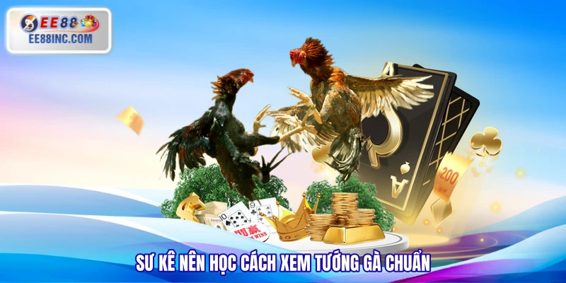 Sư kê nên học cách xem tướng gà chuẩn Sư kê nên học cách xem tướng gà chuẩn