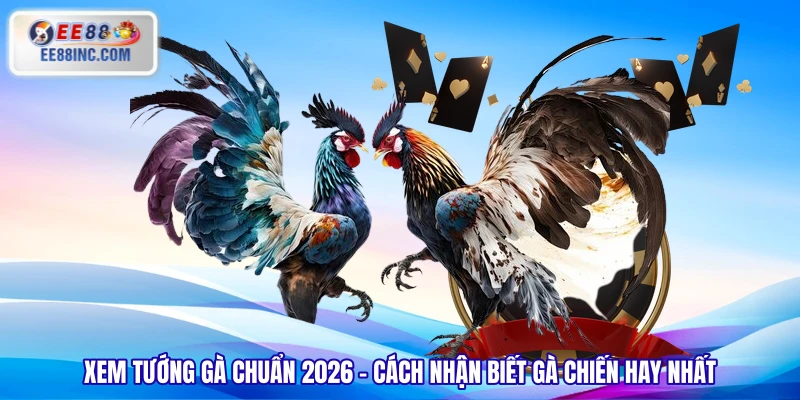 Xem Tướng Gà Chuẩn 2026 - Cách Nhận Biết Gà Chiến Hay Nhất